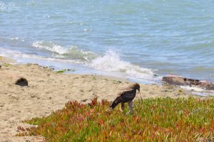 Hawk eating a mouse